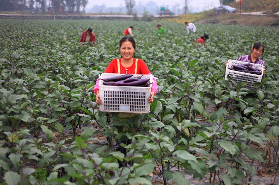 ĴԹйƶ˷չ ƶȺ¸ɹ