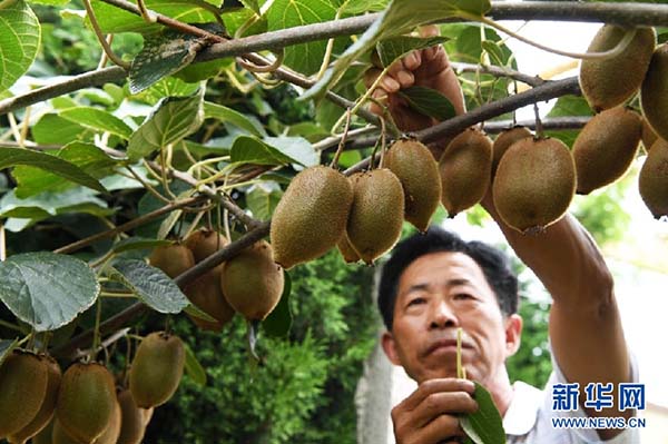 河南西峡:猕猴桃产业基地助农致富
