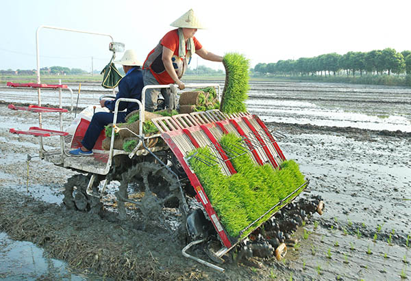 江苏宜兴灾后水稻补种工作基本结束