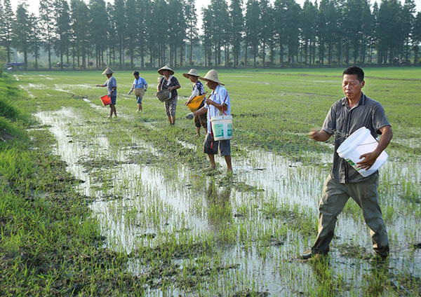 7月27日,江苏宜兴市徐舍镇佘圩村种田大户范国良(右一)组织农民对补种的300多亩水稻施肥。
