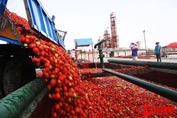 新疆焉耆盆地出口番茄采摘加工忙