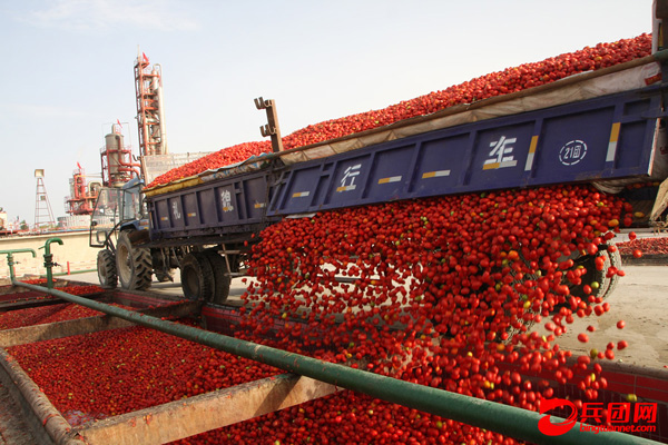 图为员工将采摘的优质番茄卸进原料池进行冲洗。