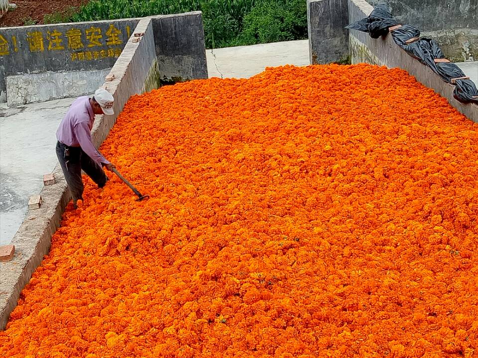 ����������������ǧĶ���پ�ӭ����ժ��