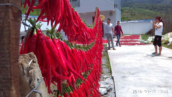 贵州水城县花戛乡天门村辣椒种植喜获丰收