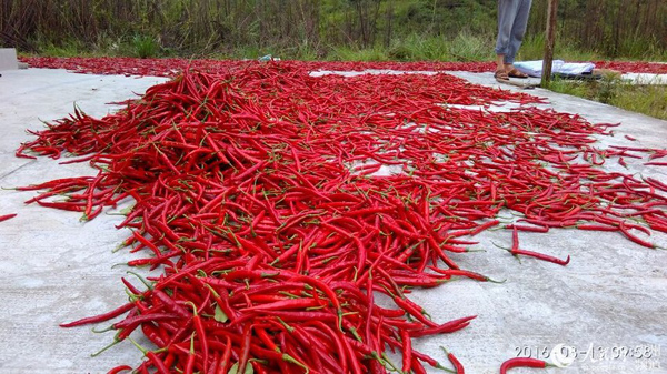 丰收的辣椒