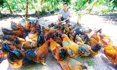 海南:潭牛文昌鸡一年“养”出2.8亿元