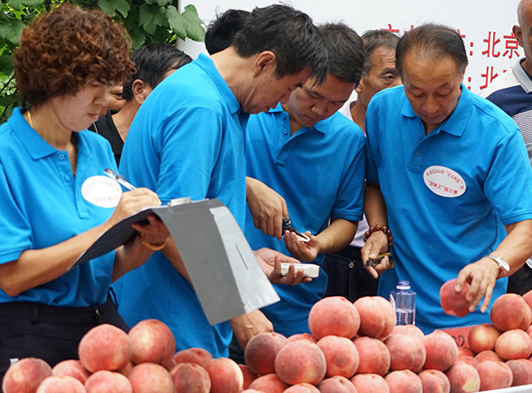 北京:桃乡里的桃王擂台赛