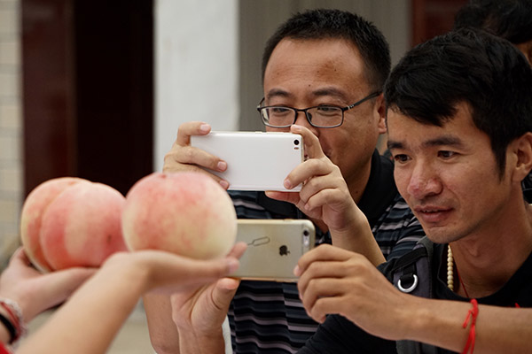 8月18日,市民在平谷区甜桃王擂台赛上拍摄展示的大桃。