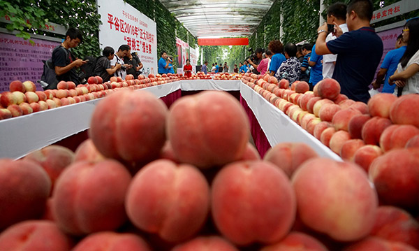 8月18日,这是平谷区甜桃王擂台赛上展示的参赛大桃。