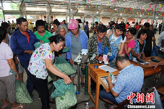 花农在广西横县茉莉花交易市场内排队将采摘的茉莉花贩卖给茉莉花加工企业。