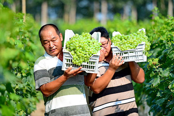 河北省饶阳县:葡萄飘香富农家