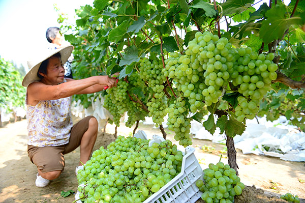 8月22日,河北省饶阳县桑园村农民在葡萄园采摘葡萄。