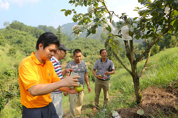 广西农科院成果转化处组织专家对恭城柿试验站进行调研