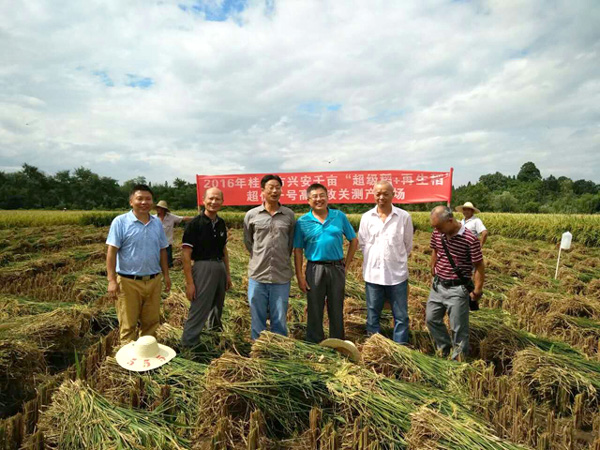 广西兴安县“超级稻+再生稻”高产攻关示范点取得阶段性成果
