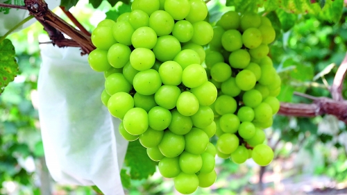 ˰˲Ʒ֣ѲҵԽԽͼΪɿڵõ塣