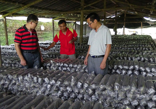 广西天峨县农业局实地初审农业项目实施情况