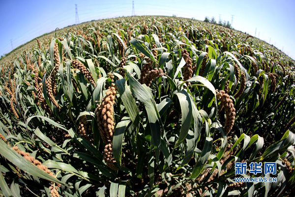 830գʡжҦѾһӵȴջ