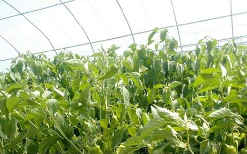 ɹſģʽʩũҵչ¸߶