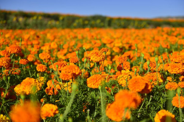 ���ɹ���ˮ���أ���ɽ��Ұ�¸���