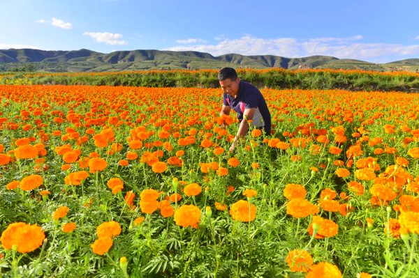 8��31�գ����ͺ�������ˮ���سǹ������Ҥ�壬���ػ�ũ���ڲ鿴���پյĳ��ơ�