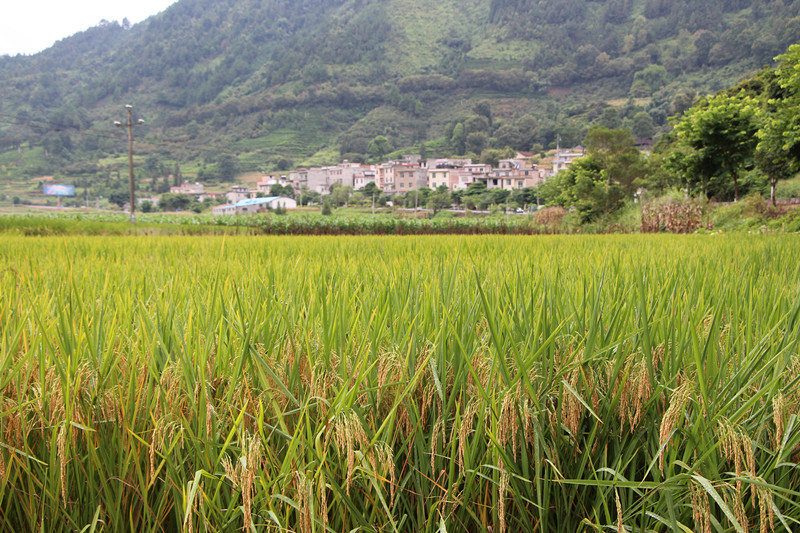 广西凌云县中稻丰收在望