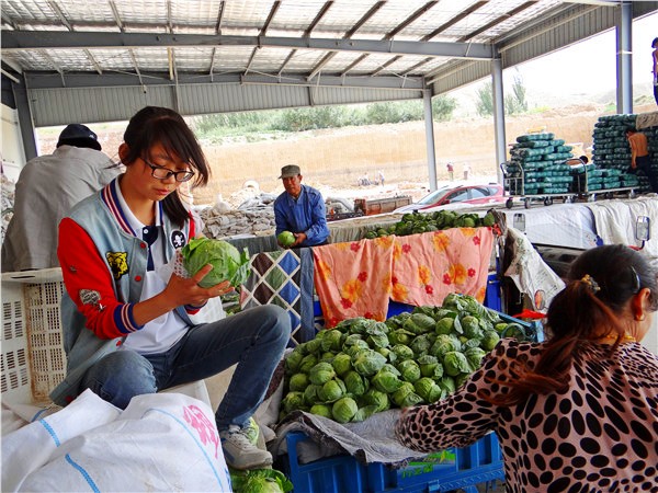 高原夏菜成为甘肃会宁郭城驿增收致富的新亮点