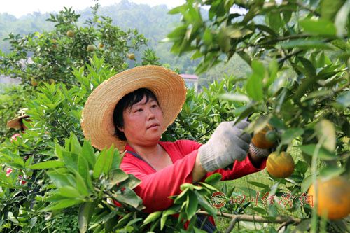 ĴϪִũҵ+ȫεġϪ塱