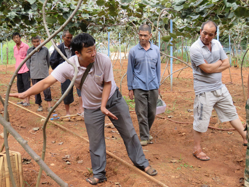 云南峨山县:抓管理 强培训 促进山区水果产业发展