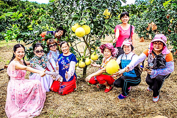 海南儋州蜜柚采摘季来袭