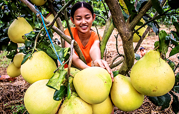 游客在南丰镇油文村委会石井村种植基地体验采摘、品尝红心蜜柚乐趣。