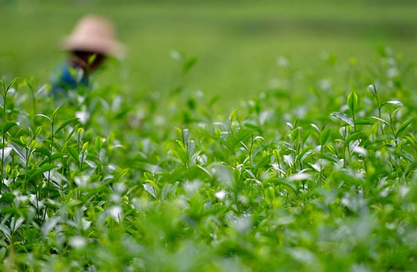 97գʮĽеİ¶ũںʡһ԰ɲ衣