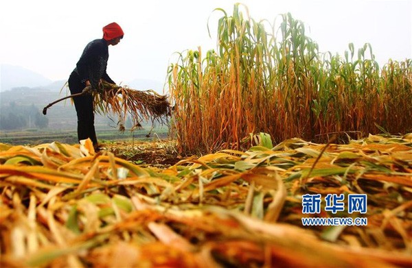 山东农户白露时节农事忙