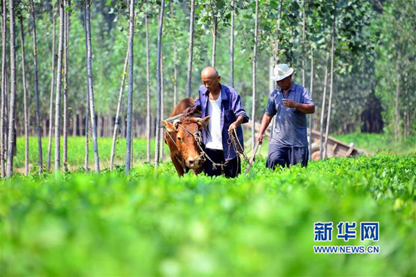 9月7日, 山东省聊城市茌平县贾寨镇侯楼村的村民在田间收获花生。
