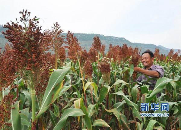 9月7日,山东省枣庄市山亭区王庄村农民在收获高粱。