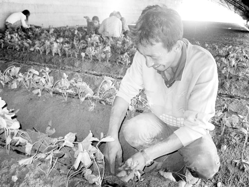 山西忻州:草莓植苗正当时