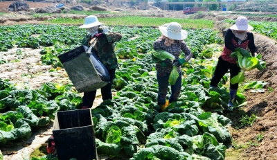 УԭĲ˲ֵԤ15 ΪƶƷơ