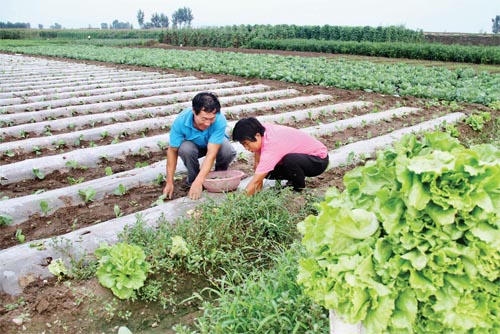 ɽݣϸֲ߲òũǮӡġ