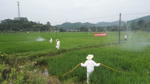 广西防城港市开展晚稻重大病虫害应急统防统治示范