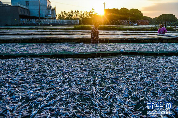 920峿ڳֵ̫ɹϣũɹɡ