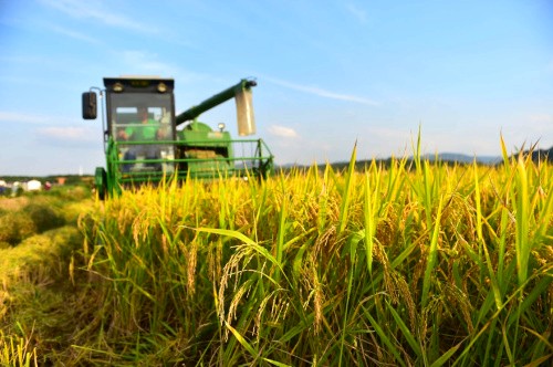 安徽:热火朝天忙稻收