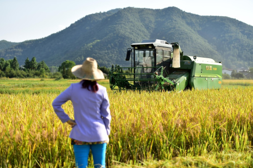 9月20日,在安徽泾县晏公镇,农民驾机收割水稻。