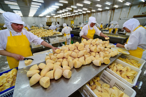 9月21日,建瓯市一家竹笋加工企业的工人在加工水煮笋出口产品。