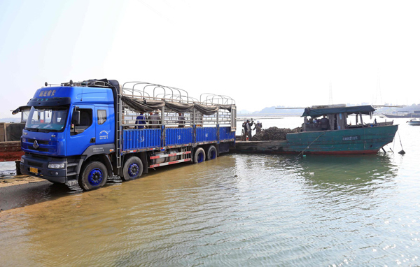 广西:北部湾大蚝养殖喜获丰收