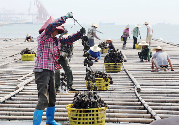 广西:北部湾大蚝养殖喜获丰收