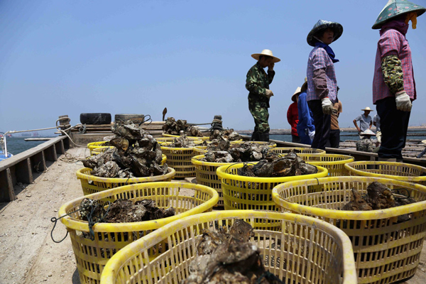 广西:北部湾大蚝养殖喜获丰收