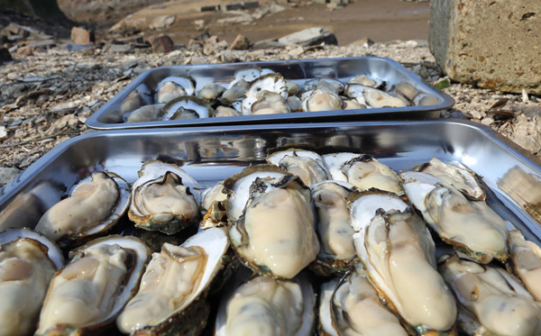 2016年9月20日,位于北部湾核心城区的广西钦州市大蚝养殖喜获丰收。