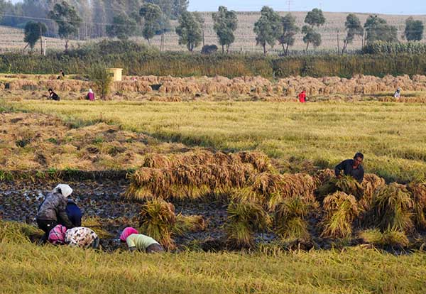 925գˮֲ峣һƬոˮ