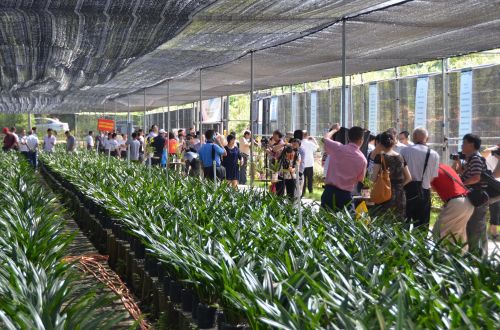 摄影爱好者们在兰花基地拍摄兰花。