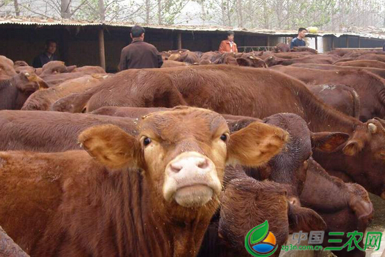 青海海东 养殖成民和农民增收“富业”