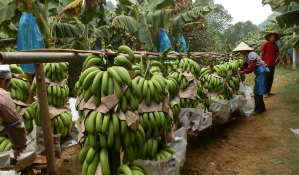 广西龙州县水口镇香蕉丰收上市